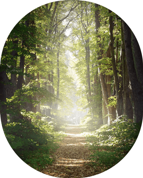 Rural gravel road (lane) through green green trees. Soft sunlight, sunbeams. Fairy forest landscape Scenic landscape